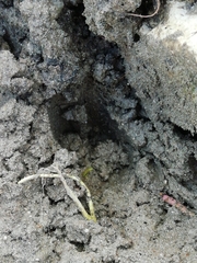 Capreolus capreolus