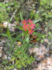 Collomia biflora