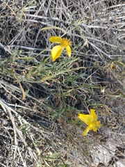 Psilostrophe cooperi