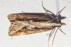 Eudonia steropaea