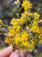 Xylothamia diffusa