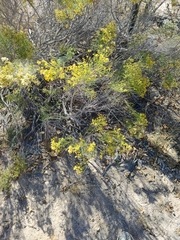 Xylothamia diffusa