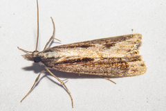 Eudonia steropaea