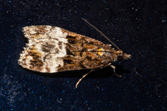 Scoparia minusculalis