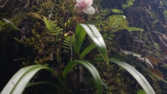 Phragmipedium schlimii