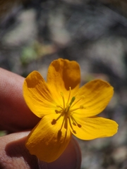 Kallstroemia peninsularis