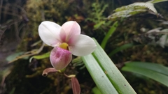 Phragmipedium schlimii
