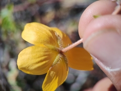 Kallstroemia peninsularis