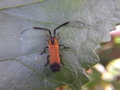 Malacoscylus gonostigma