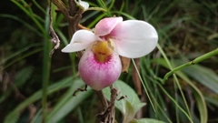 Phragmipedium schlimii