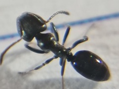Ochetellus glaber