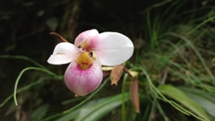 Phragmipedium schlimii