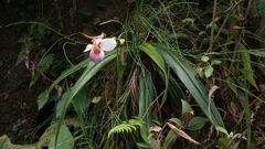 Phragmipedium schlimii