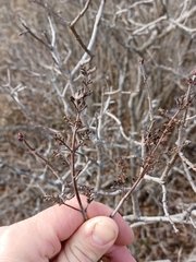 Syringa