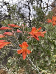 Alstroemeria ligtu