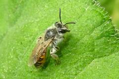 Andrena ventralis
