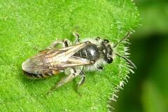 Andrena ventralis