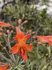Alstroemeria ligtu