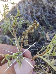 Ambrosia bryantii