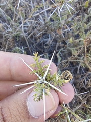 Ambrosia bryantii