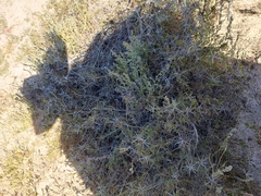 Ambrosia bryantii