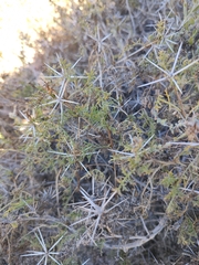 Ambrosia bryantii