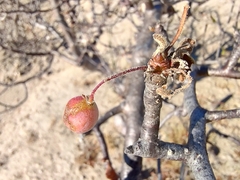 Bursera epinnata