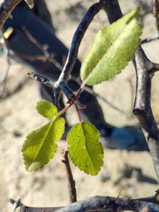 Bursera epinnata