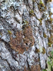 Melanelixia subaurifera