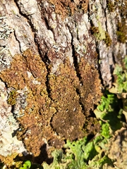 Melanelixia subaurifera