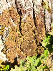 Melanelixia subaurifera