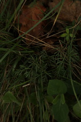 Seseli montanum