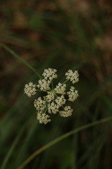 Seseli montanum