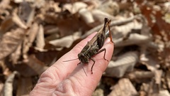 Shirakiacris shirakii