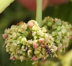 Neopamera bilobata