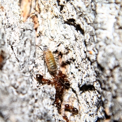 Stomaphis longirostris