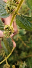 Neopamera bilobata