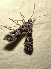 Pyraloidea