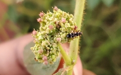 Neopamera bilobata