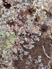 Tidestromia lanuginosa