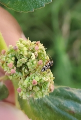 Neopamera bilobata