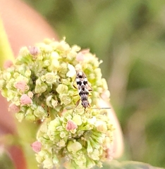Neopamera bilobata