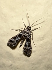 Pyraloidea