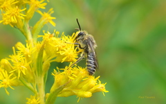 Colletes compactus