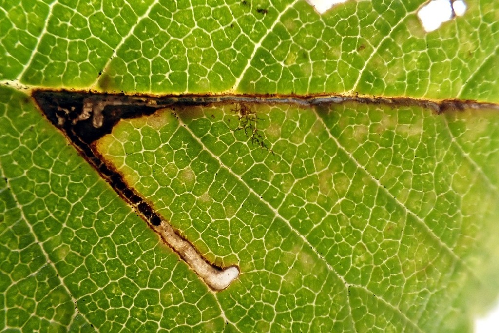 Bucculatrix ulmifoliae