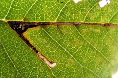 Bucculatrix ulmifoliae