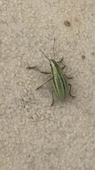 Naupactus virens