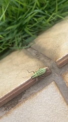 Naupactus virens