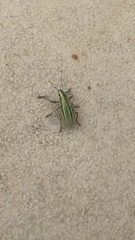 Naupactus virens