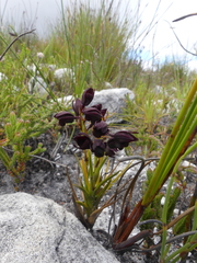 Eulophia ustulata